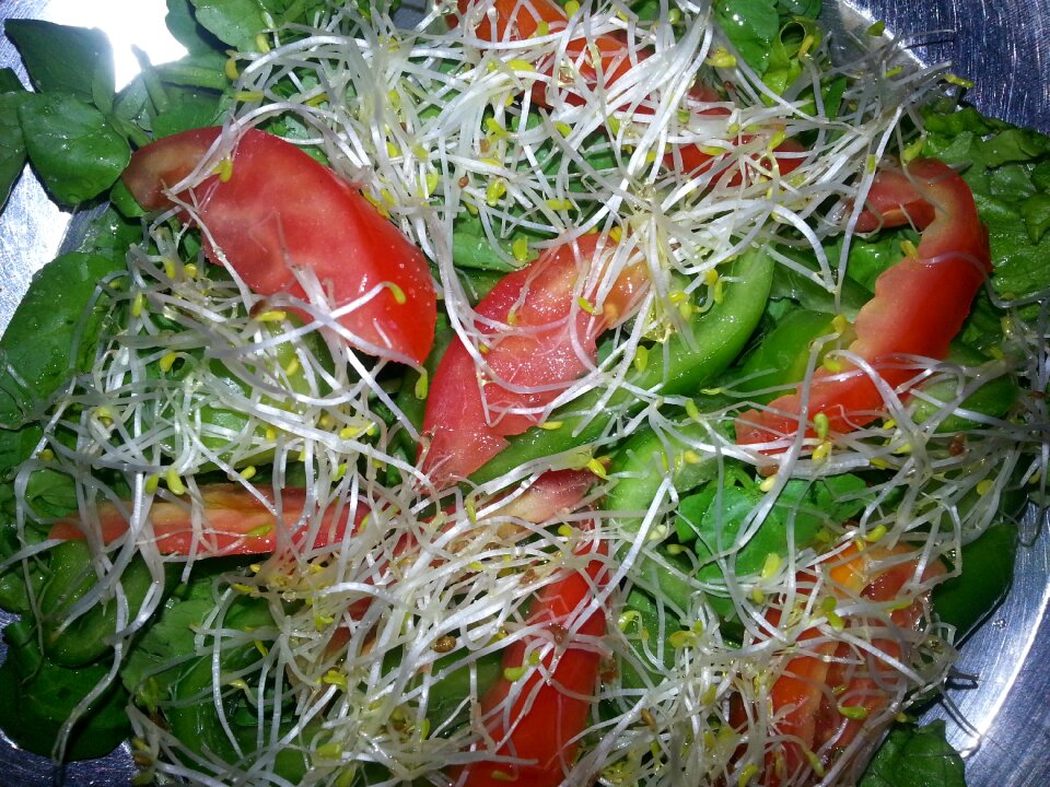 Alfalfa tomato watercress