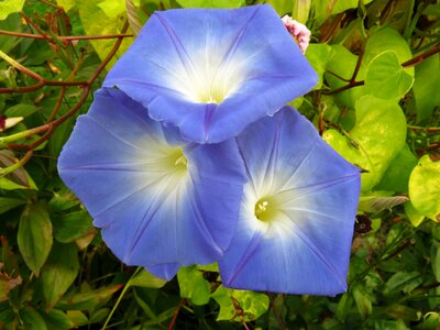 Nature summer flora