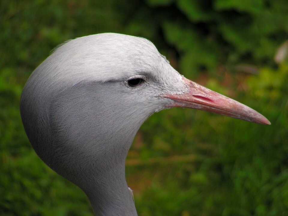 Portrait crane cat feather