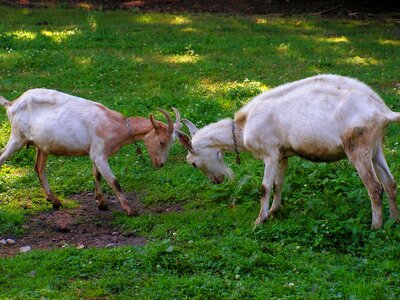 Meadow goat mammal