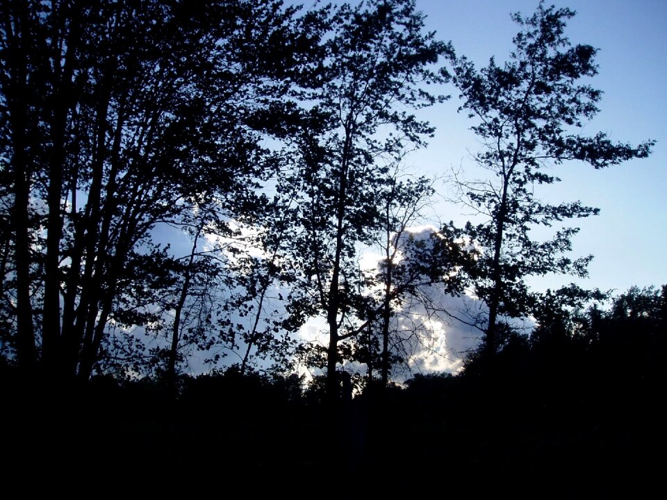 Morning nature scene