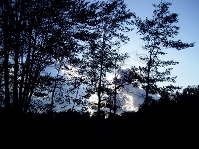 Morning nature scene