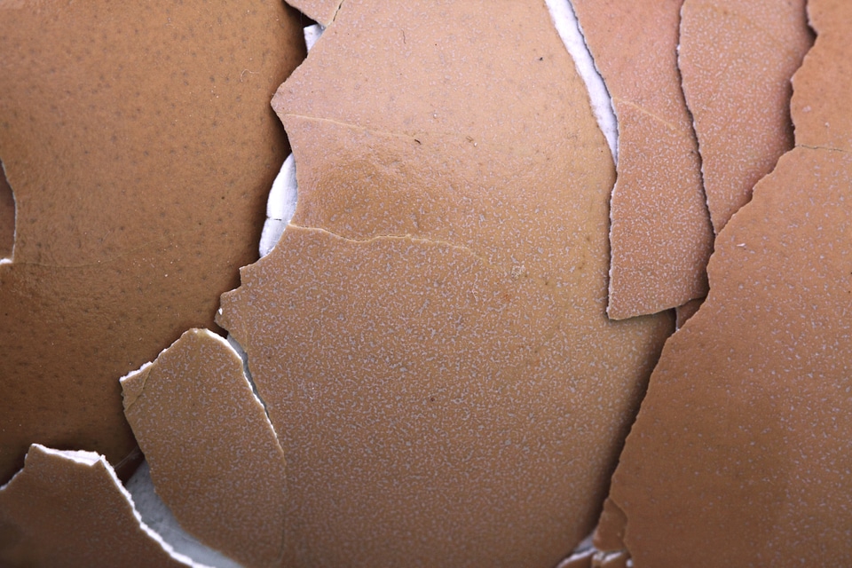 Chicken close-up crack