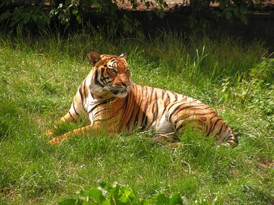 Zoo beast cat