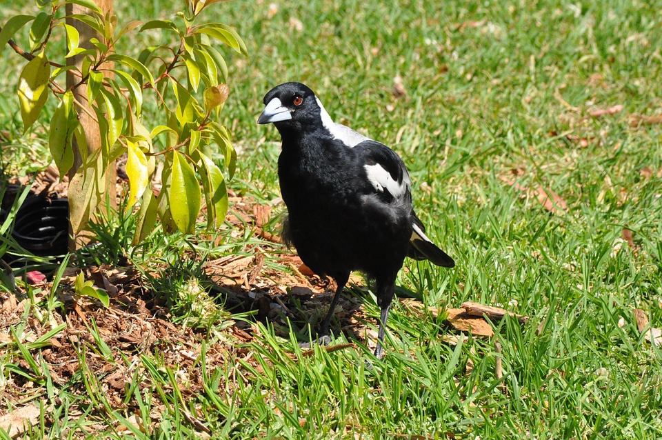 Wildlife nature animals