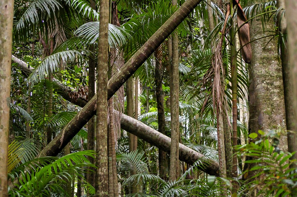 Forest australia queensland