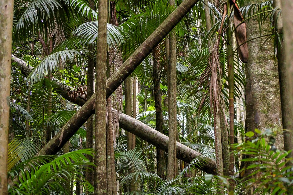 Forest australia queensland photo