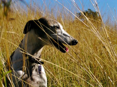 Cheerful animal pet