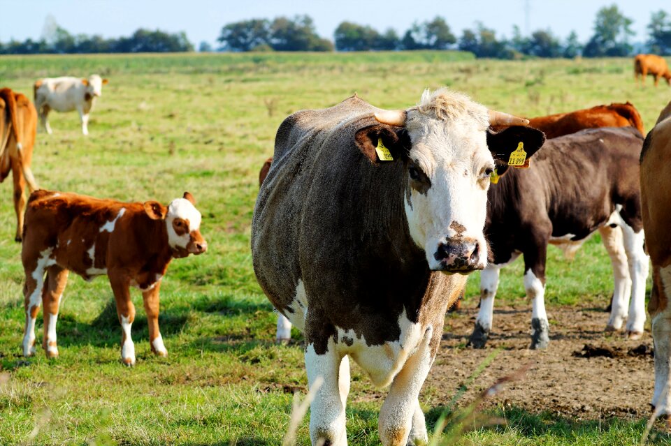 Young animals flock agriculture photo