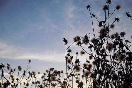 Meadow shading heaven