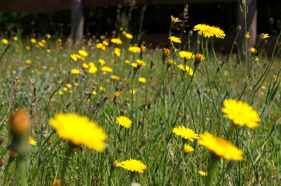 Nature flower summer