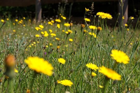 Nature flower summer