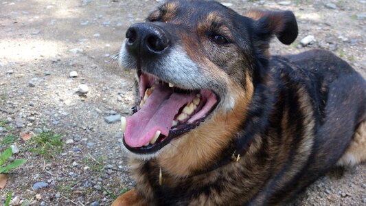 Dog old Free photos