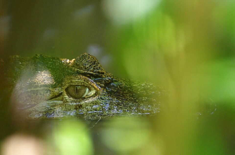 Crocodile green guyana photo