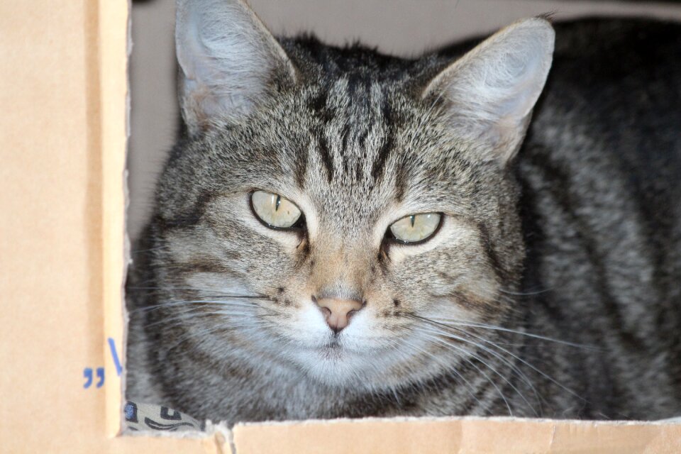Relax box domestic cat