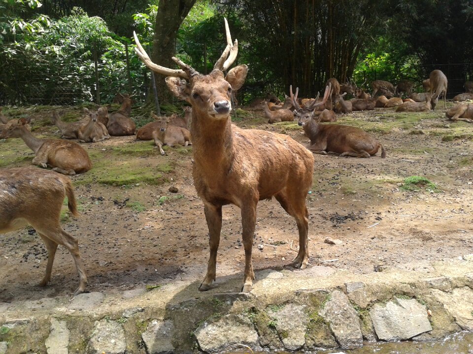 Wildlife mammal cute