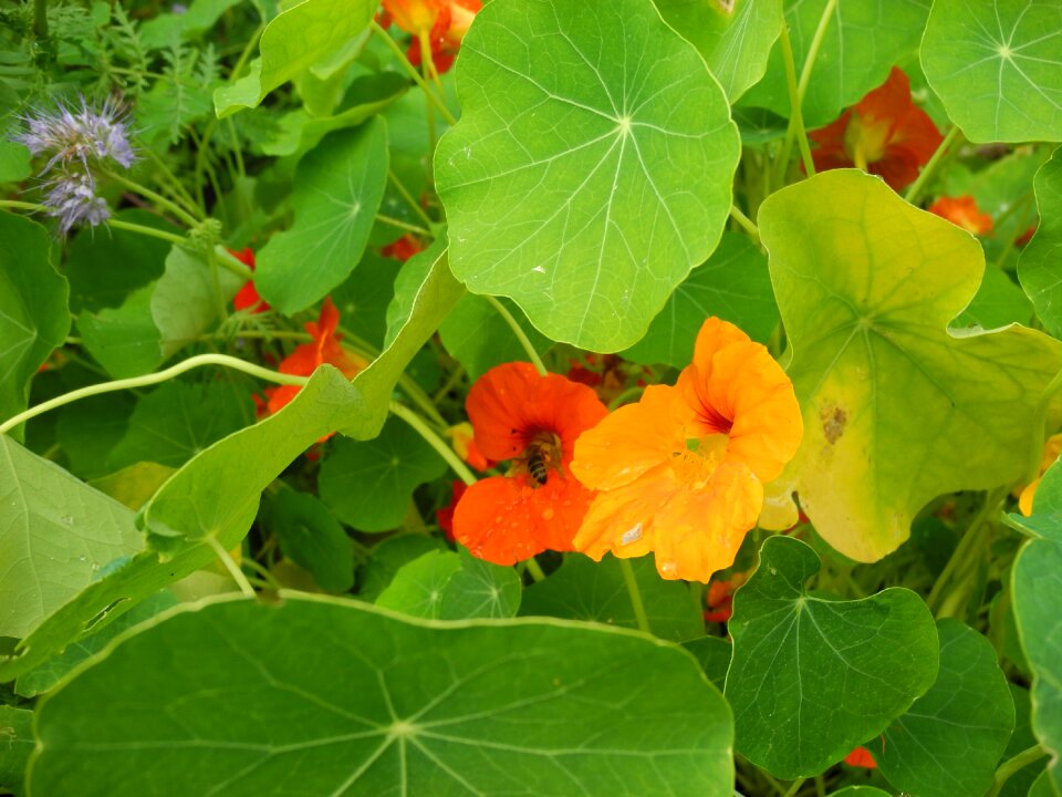 Blossom bloom orange