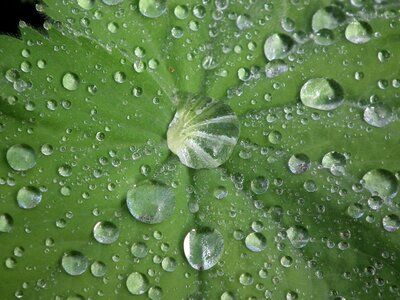 Drop of water frauenmantel raindrop