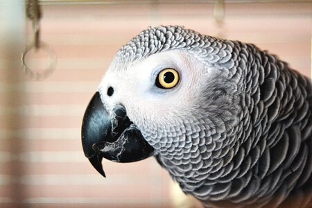 Parrot eye feather