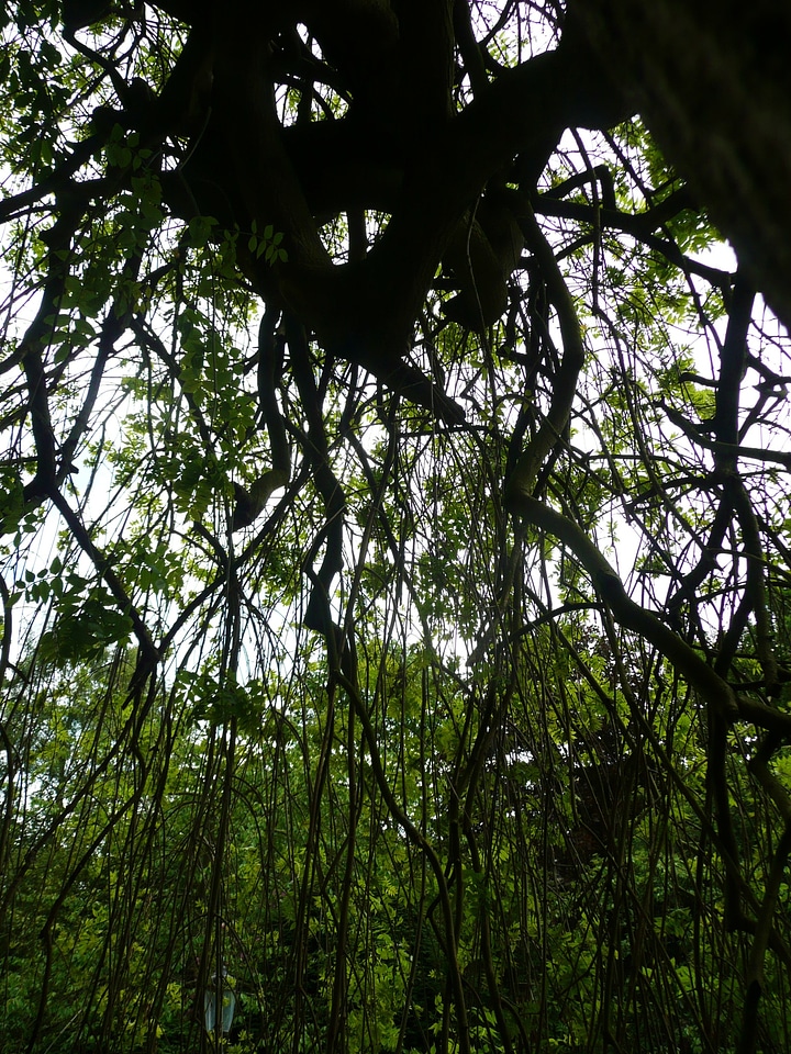 Environment nature woods