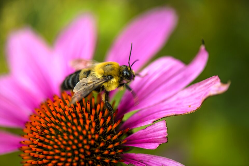 Season echinacea beautiful