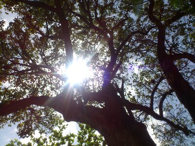 Tree sun shadow photo