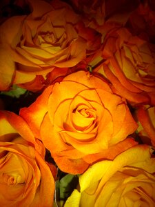 Roses bouquet orange