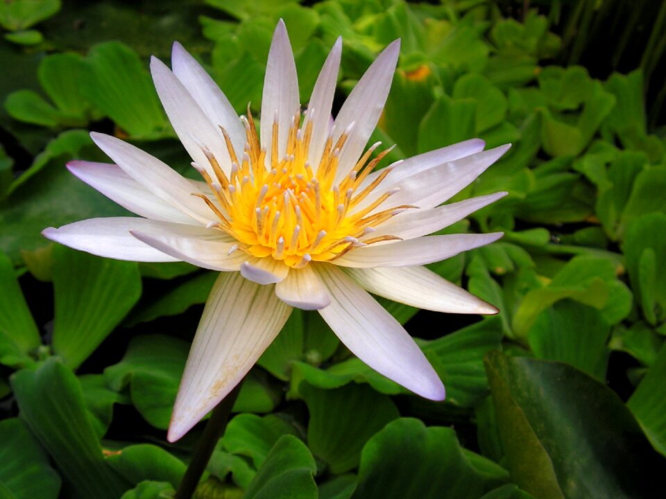 Flower flora plant