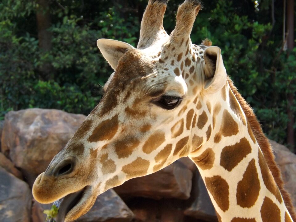 Wildlife animal nature