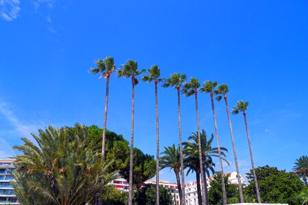 Palm tree sunshine cannes