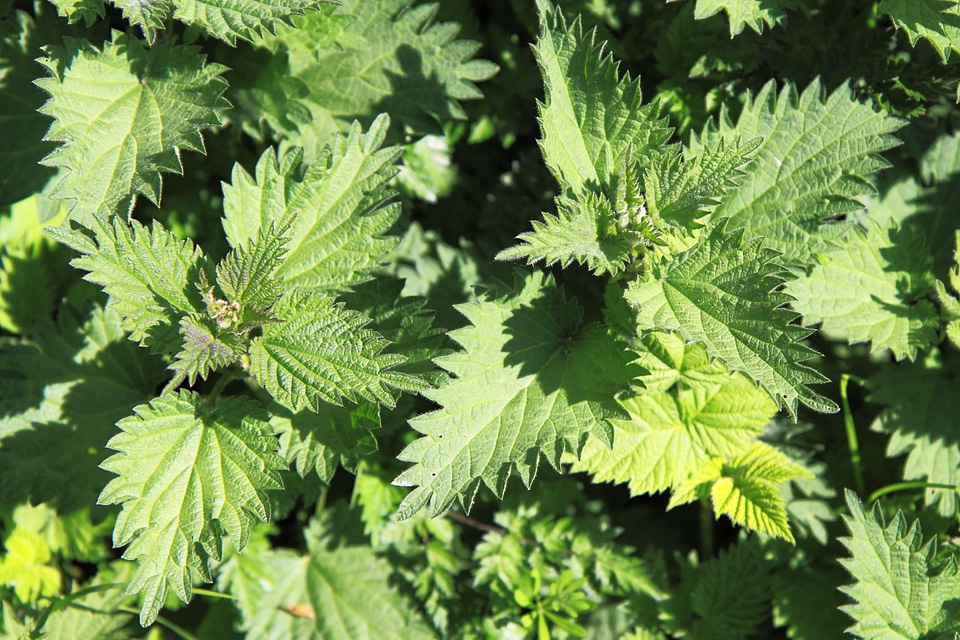 Healthy herb leaf
