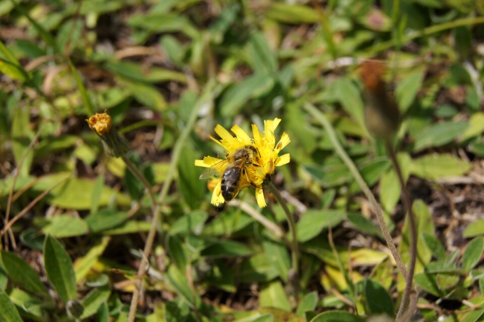 Flower yellow nature