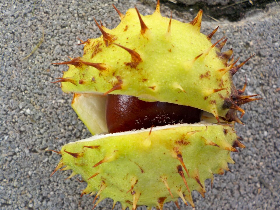 Shell prickly collect