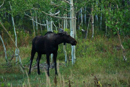 Nature animal wildlife