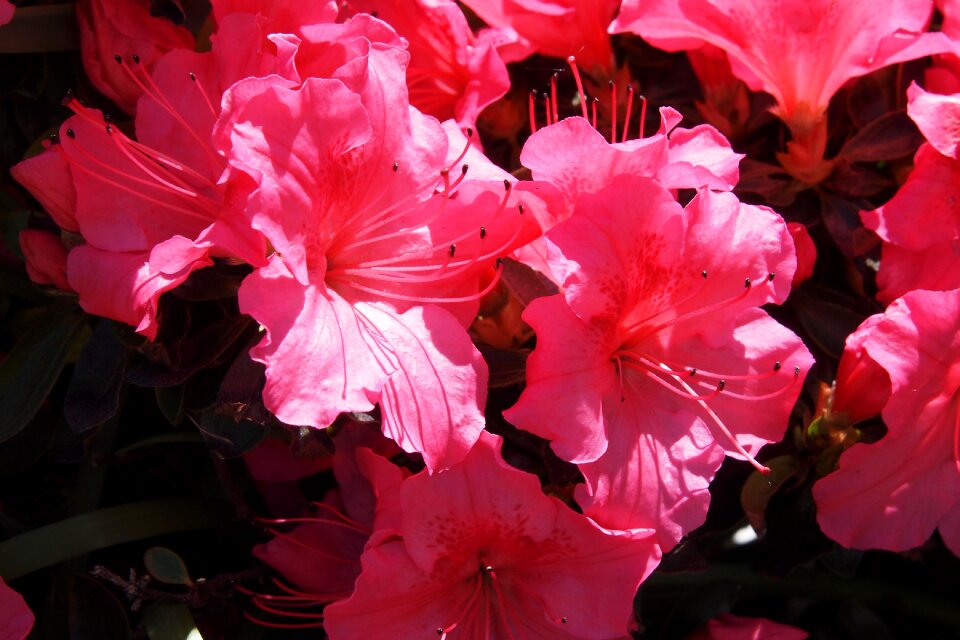 Spring bloom blooming