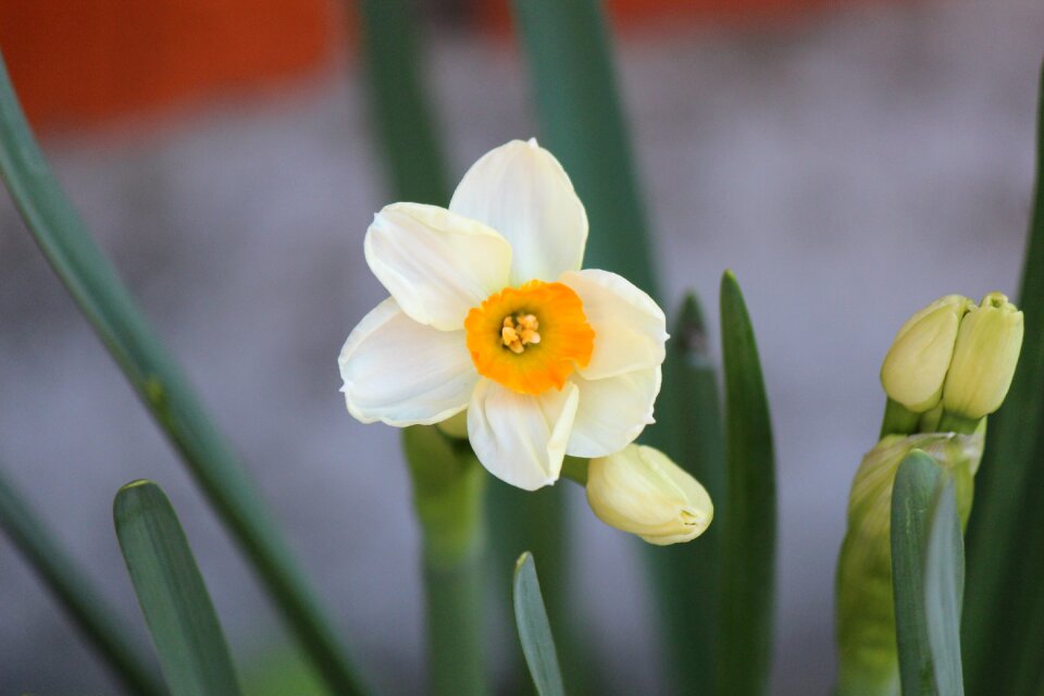 Narcissus flowers plants