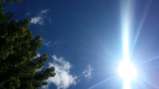 Tree summer sunbeam