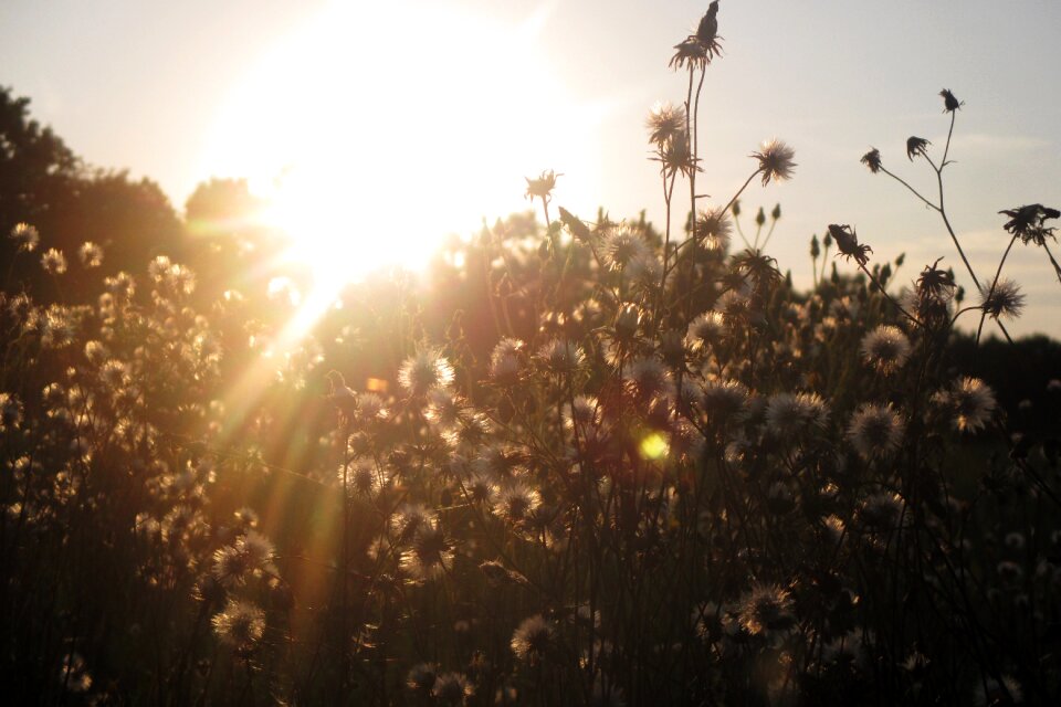 Sun dandelions flowers