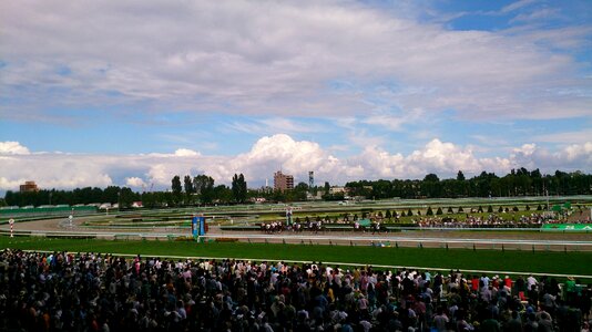 Horse racing horse gambling