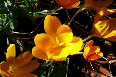 Flower blossom bloom
