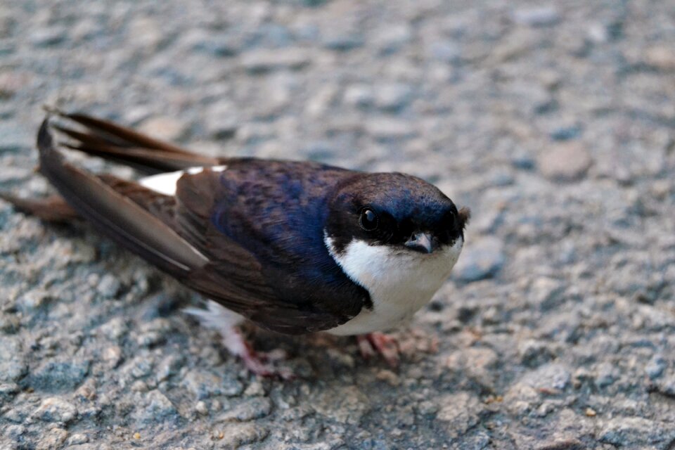Swallow road small