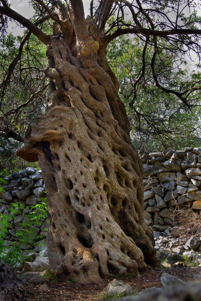 Old lun lace