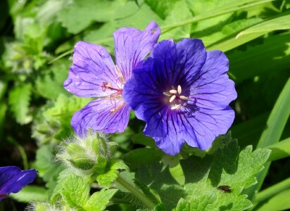 Plant purple blossom