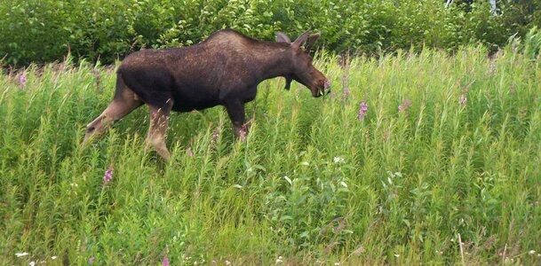 Grass animal cute photo