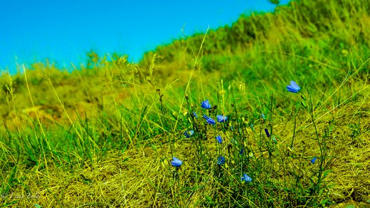 Plant white blue