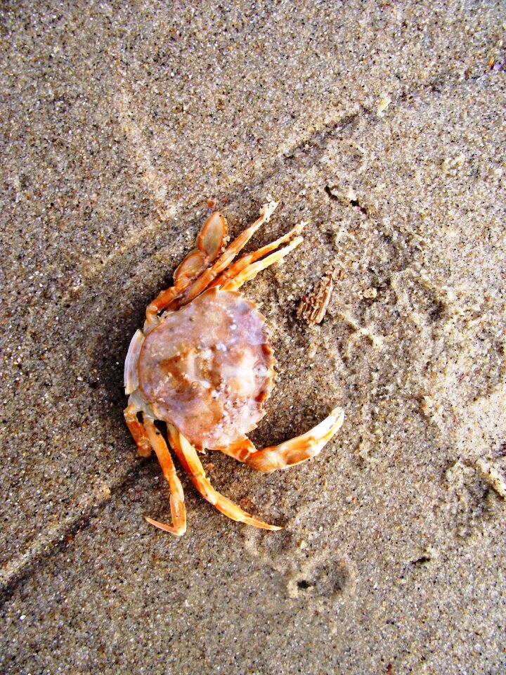 Sea animal meeresbewohner