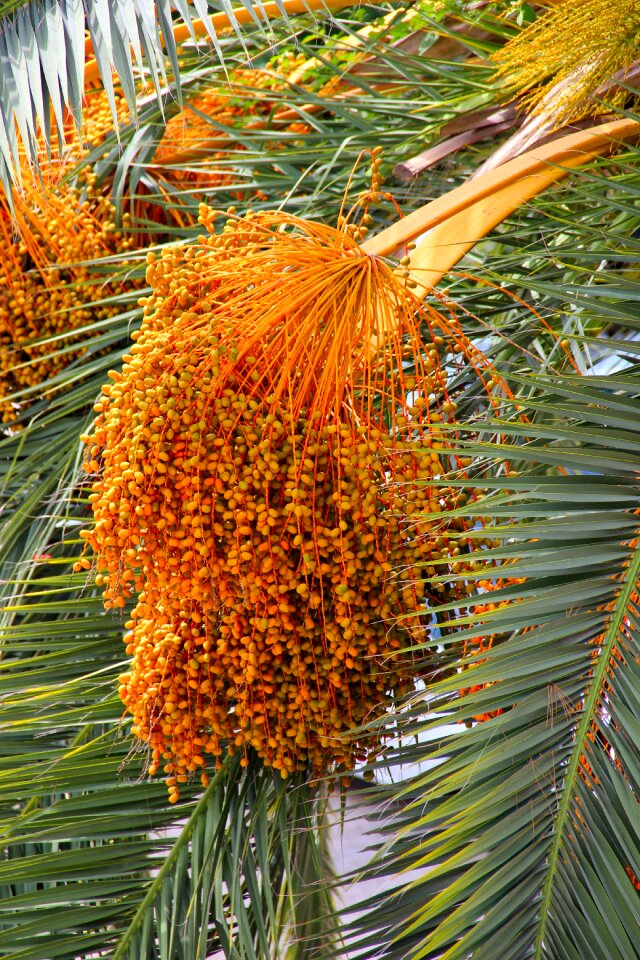 The growing matured for summer