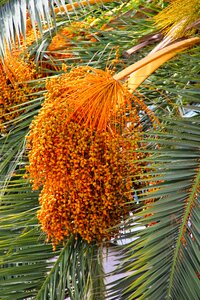 The growing matured for summer