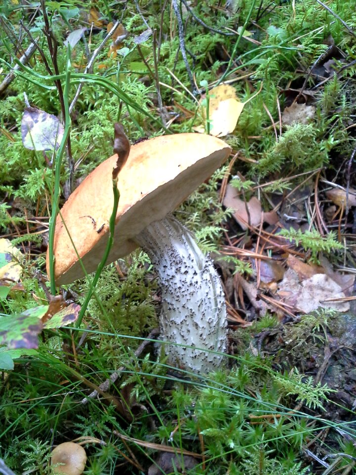 Autumn mushrooms nature