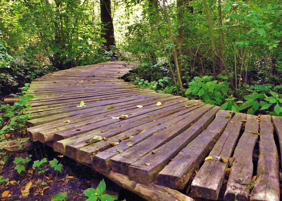 Swamp nature reserve web